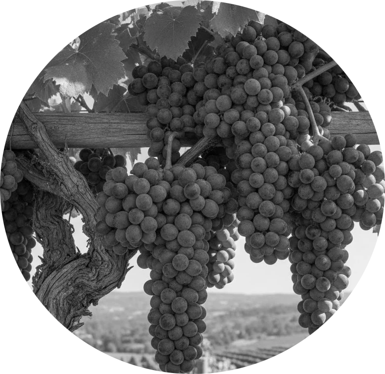 Hebraic prayers from the vine